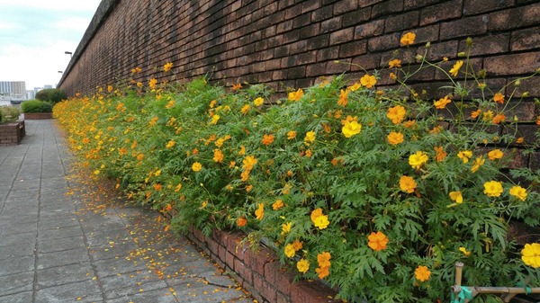 20150928トイプードル銀座リリー13