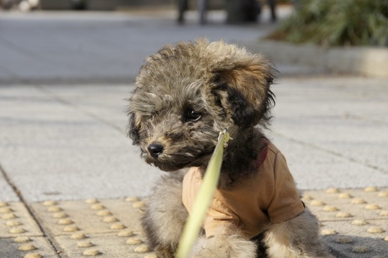 銀座トイプードルリリーas know as de wan05