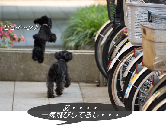 トイプードル銀座リリー＆ドナ101