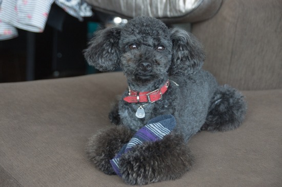 505 銀座ブラックのトイプードルリリーとドナas know as de wan04