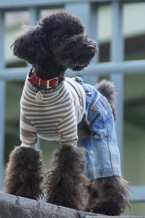 as know as de wanとトイプードルブラックの銀座リリー04