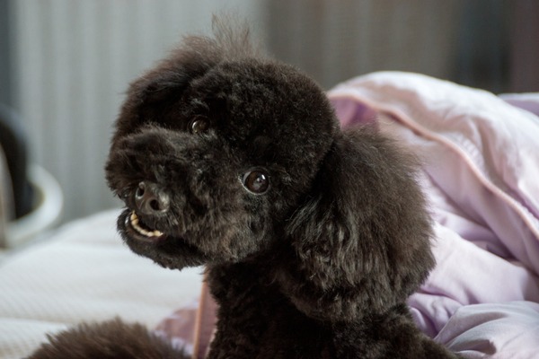 16182566748_4d0c628d8e_o