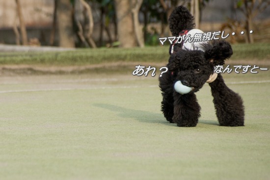 ブログRosieトイプードル銀座リリーとドナas know as de wan28