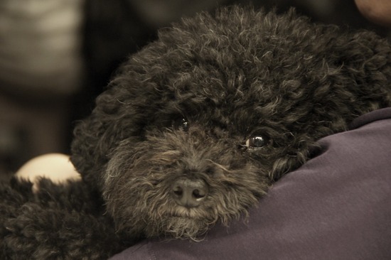 トイプードル銀座リリーとas know as de wan13