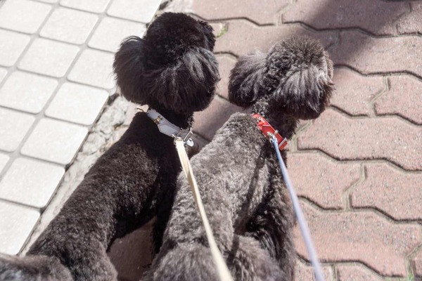 トイプードル銀座リリー031