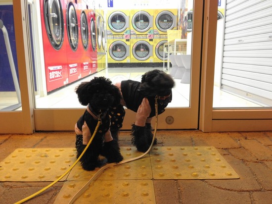 銀座トイプードルリリーとドナas know as de wan07