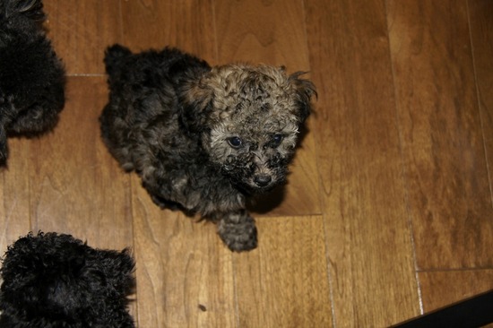 銀座 トイプードル リリー as know as de wan14