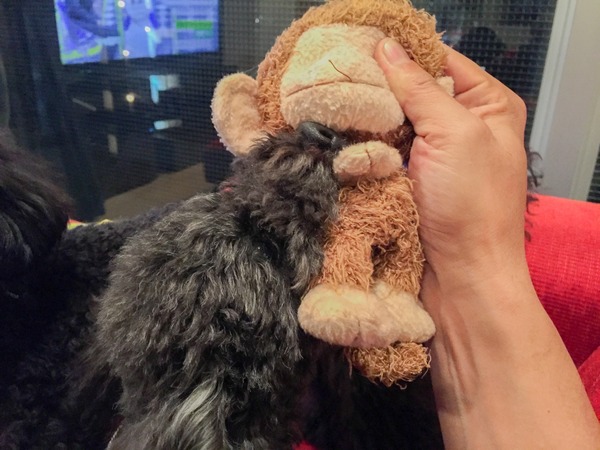 ブラックトイプードル銀座リリードナ016