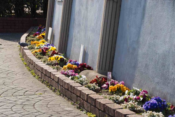 トイプードル銀座リリー023