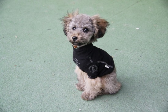 銀座トイプードルリリーas know as de wan16