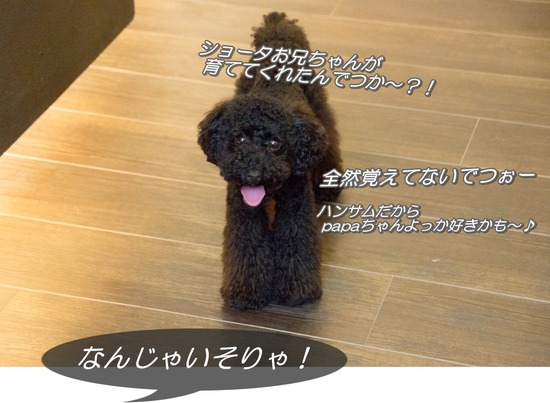 ブログRosieトイプードル銀座リリーとドナas know as de wan06