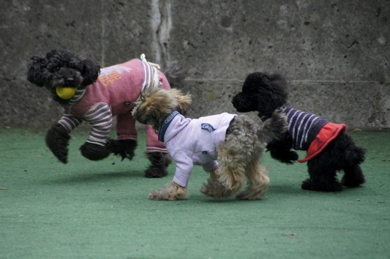 銀座トイプードルリリーas know as de wan09