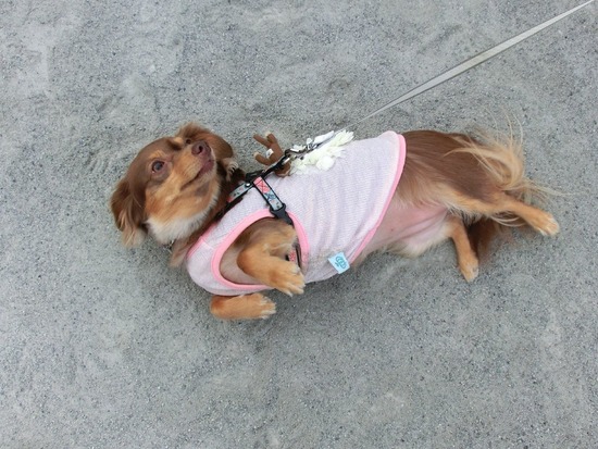 トイプードル銀座リリー＆ドナ04