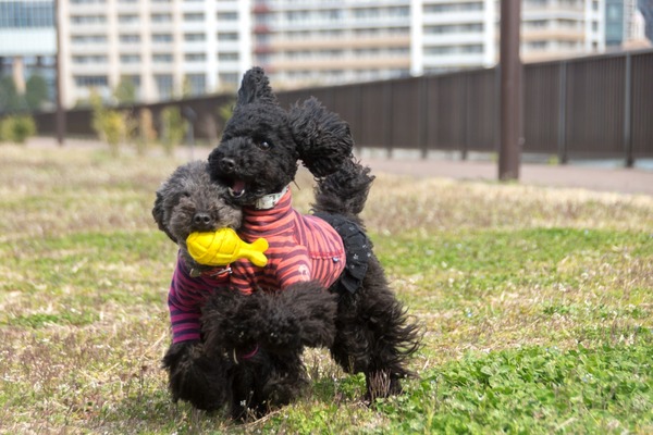 ブラックトイプードル銀座リリードナ011