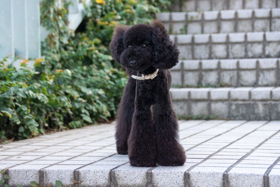 ブログRosieトイプードル銀座リリーとドナas know as de wan14