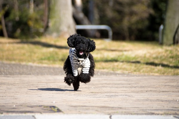 トイプードル銀座リリー029