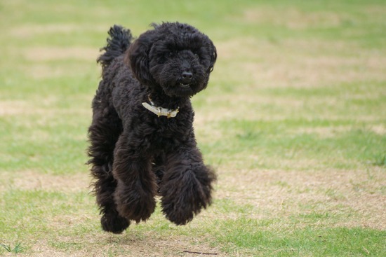 トイプードル銀座リリー＆ドナ60