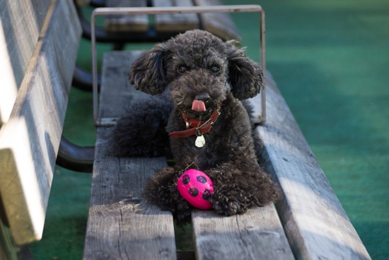 トイプードル ブログ 銀座リリーとドナ32