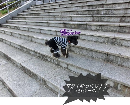 as know as de wan トイプードル 銀座リリー05