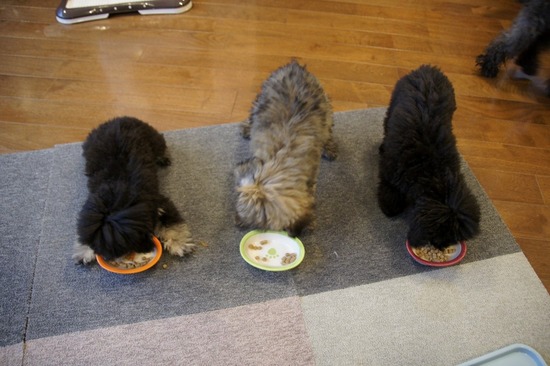 銀座トイプードルリリーas know as de wan07