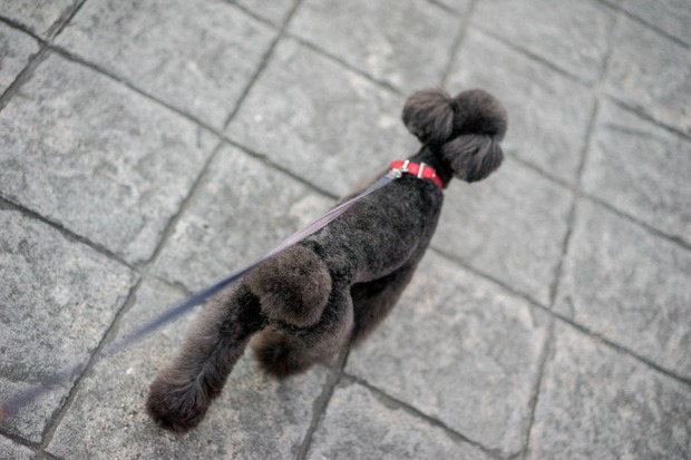 20151216ブラックトイプードル銀座リリー＆ドナ11