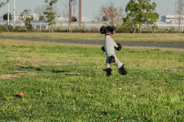 20151129ブラックトイプードル銀座リリー&ドナ006