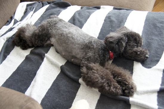 as know as de wanとトイプードルブラックの銀座リリー05