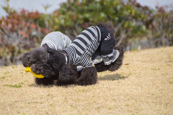 ブラックトイプードル銀座リリードナ007