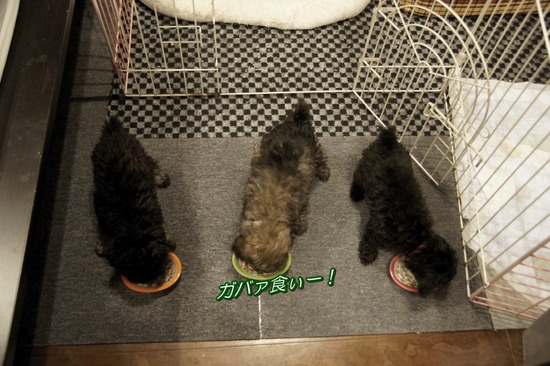 銀座 トイプードル リリー as know as de wan54