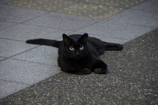 トイプードル銀座リリーとas know as de wan03