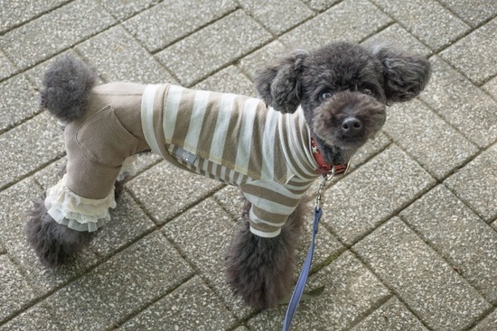 ニャンバーワン,銀座トイプードル,リリーとドナ,asknowasdewan055