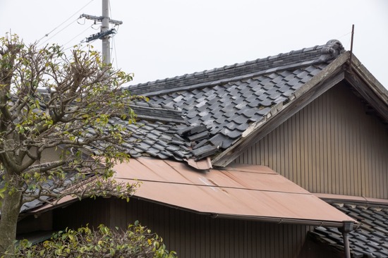 329 銀座ブラックのトイプードルリリーとドナas know as de wan12