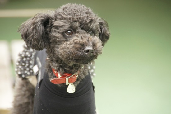 as know as de wan トイプードル 銀座リリー13