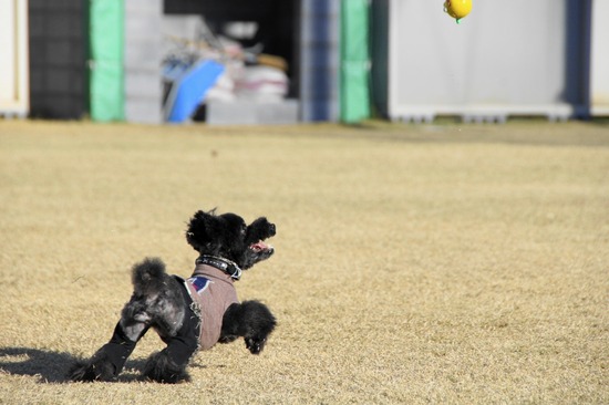 銀座トイプードルリリーas know as de wan28