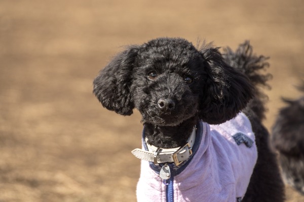 トイプードル銀座リリー052