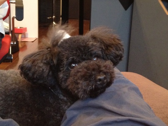 トイプードル銀座リリーとas know as de wan04