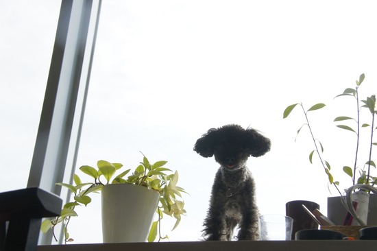 銀座 トイプードル リリー as know as de wan00