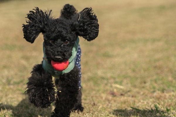 ブラックトイプードル銀座リリー＆ドナ053