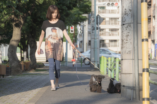 ニャンバーワン,銀座トイプードル,リリーとドナ,asknowasdewan001