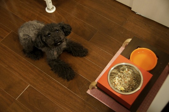 銀座 トイプードル リリー as know as de wan51