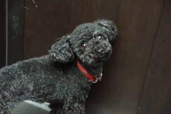 トイプードル ブログ 銀座リリーとドナas know as de wan01