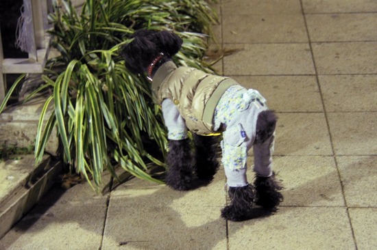 as know as de wan トイプードル 銀座リリー00