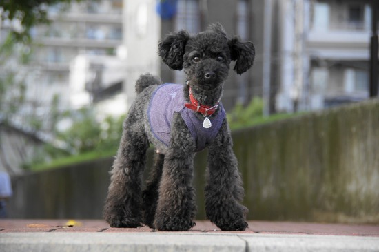 as know as de wanとトイプードルブラックの銀座リリー15