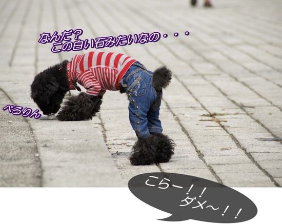 トイプードル銀座リリーasknowasdewan07