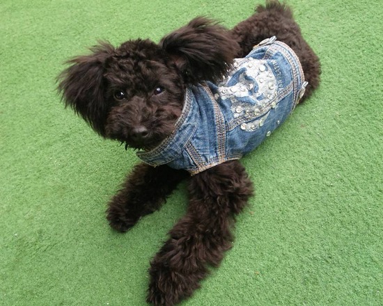 as know as de wan トイプードル 銀座リリー00