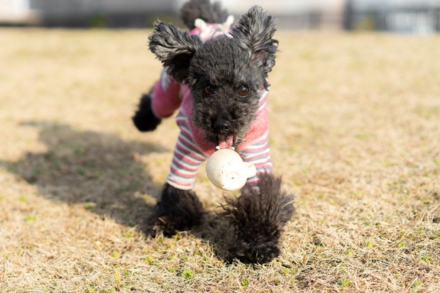 20160203ブラックトイプードル銀座リリードナ09