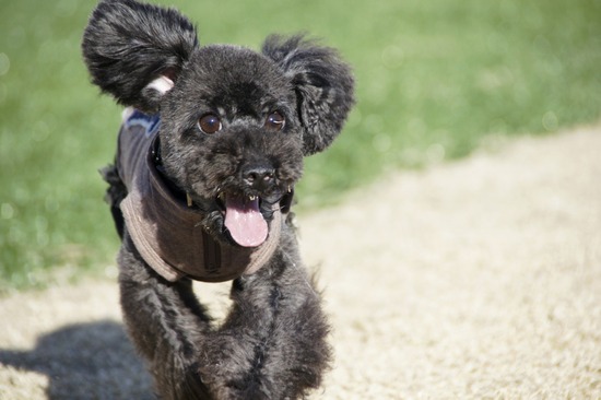 銀座トイプードルリリーas know as de wan36