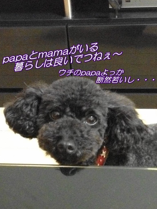 as know as de wanとトイプードルブラックの銀座リリー51