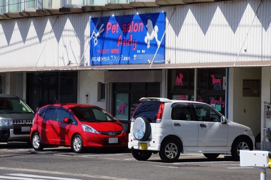 銀座トイプードルリリーとドナas know as de wan04