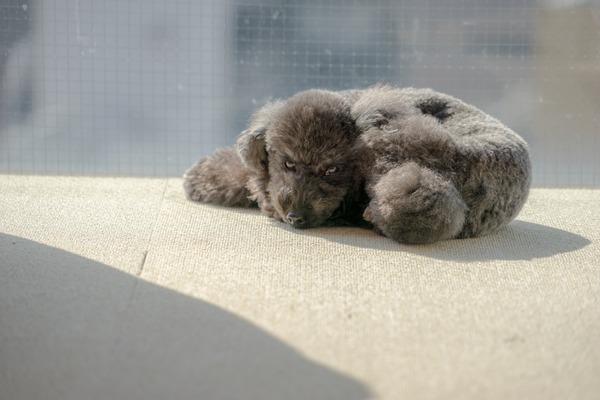 ブラックトイプードル銀座リリー＆ドナ272